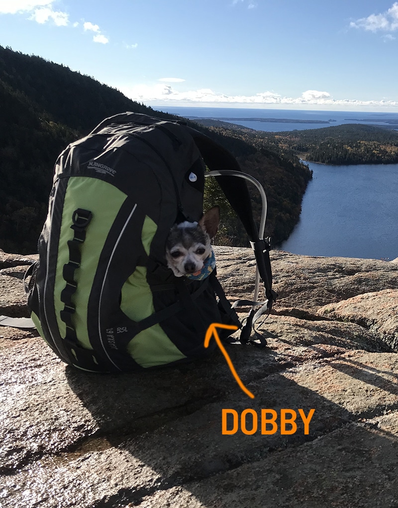Dobby the dog
